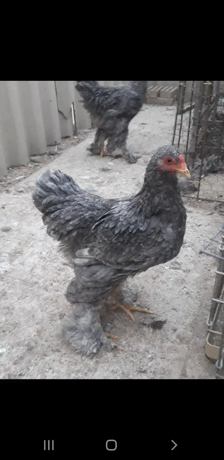 مرغ و خروس و نیمچه برهما امپراطور اصل رنگ خاص|حیوانات مزرعه|تهران, خانی آباد نو شمالی|دیوار