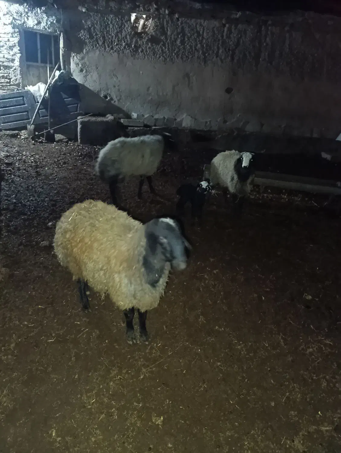 گوسفند|حیوانات مزرعه|بوئین زهرا, |دیوار