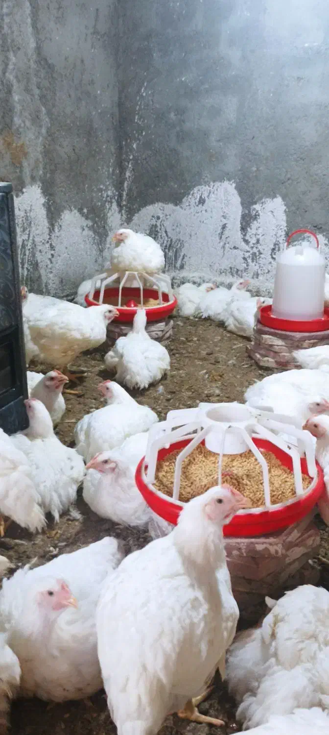 فروش مرغ گوشتی ارگانیک|حیوانات مزرعه|گمیشان, |دیوار