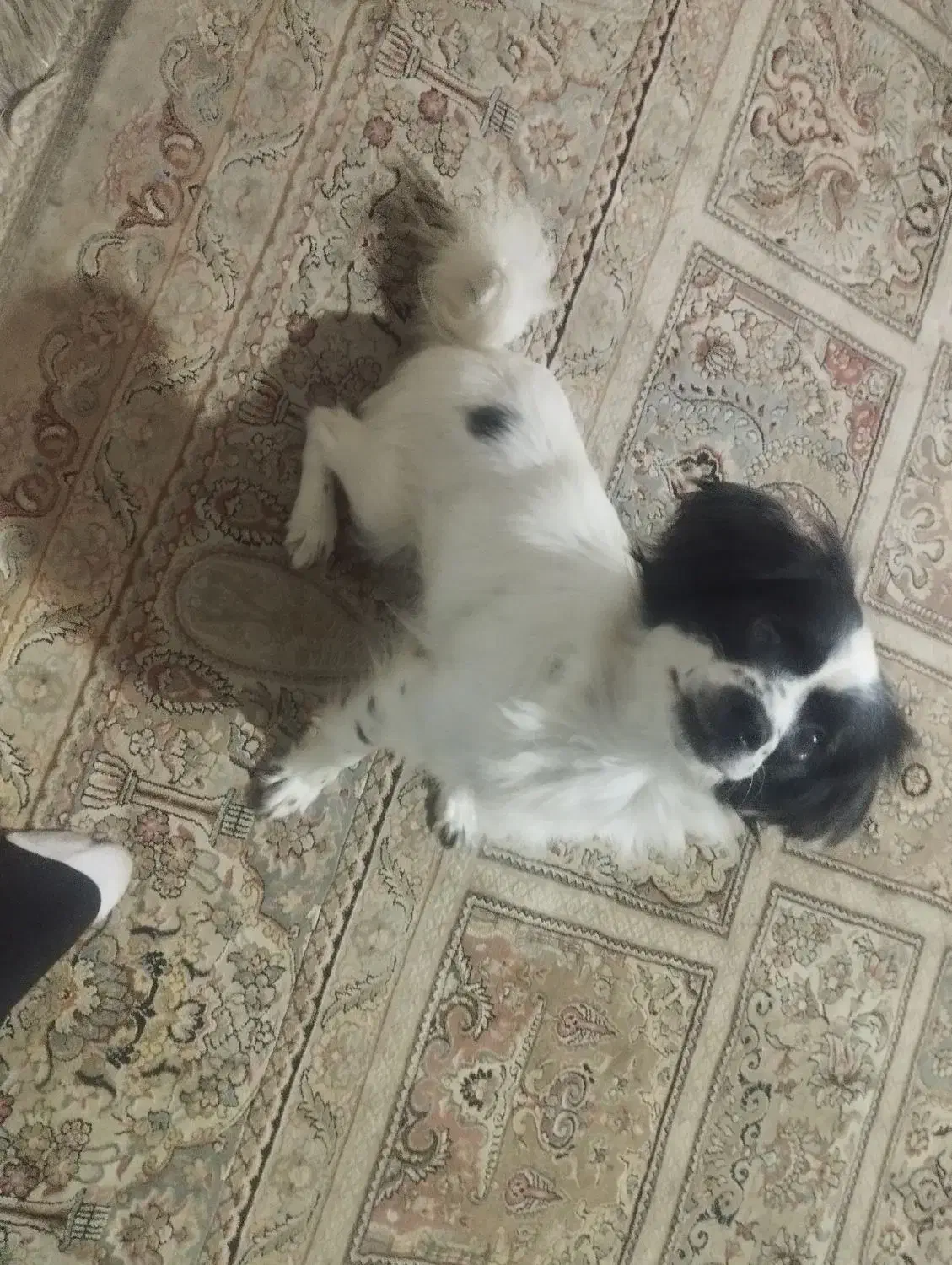 سگ پیکینیز|سگ|رشت, آب آسیاب|دیوار