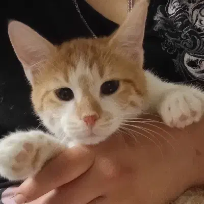 گربه ۵ ماهه|گربه|سنقر, |دیوار