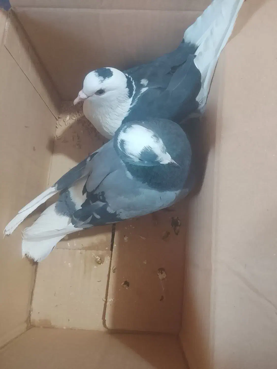 سلام یک جفت کفتر پلنگ|پرنده|بم, |دیوار