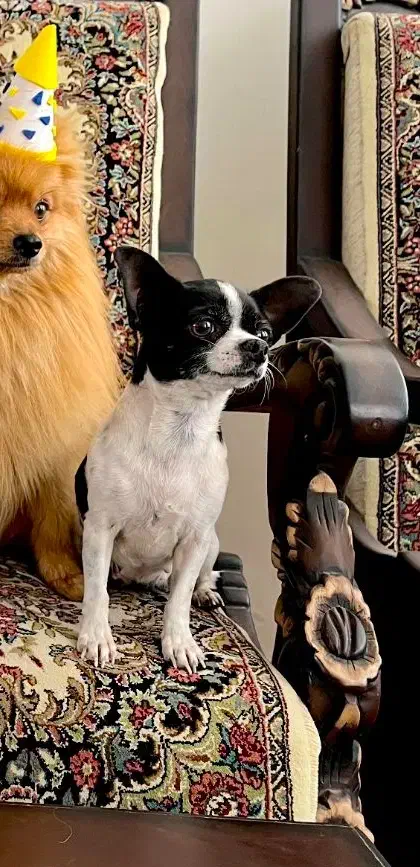 ماده شیهواوا سایز صفر اپل هد|سگ|بم, |دیوار