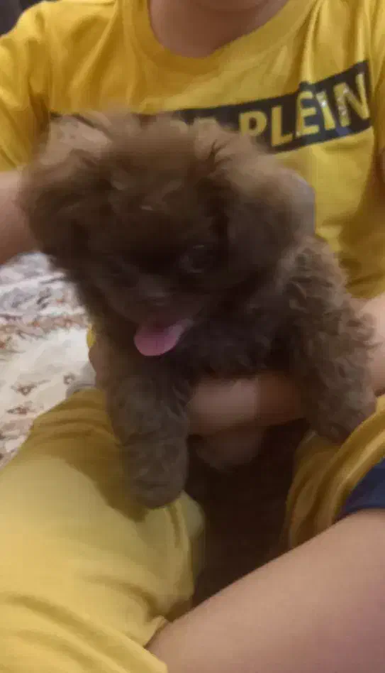 سگ پیکنژ پیتی|سگ|اسکو, |دیوار