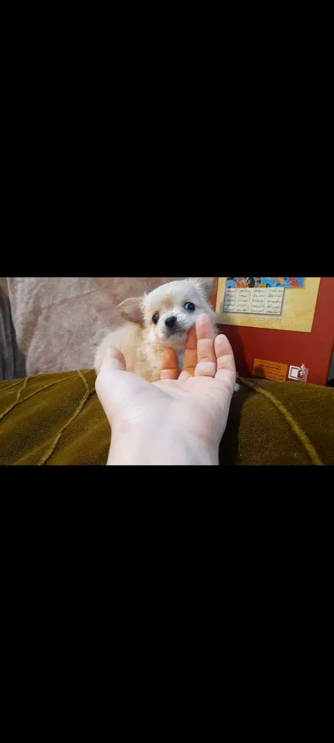 chihuahua شیواوا چیواوا جیبی فنجونی شیهواهوا شی و|سگ|لواسان, |دیوار