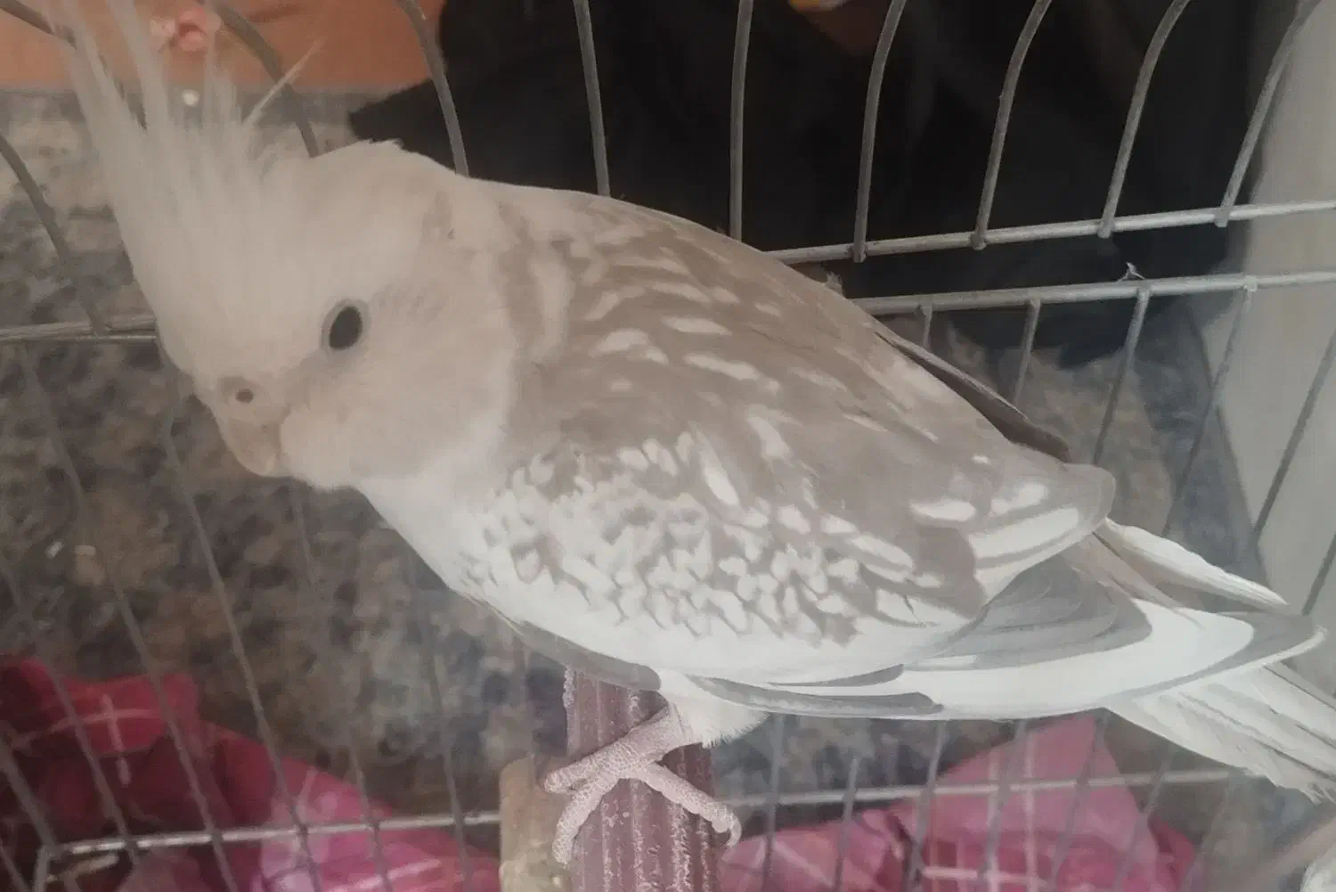 عروس هلندی ب شرط تخم و جوجه|پرنده|لنجان, |دیوار