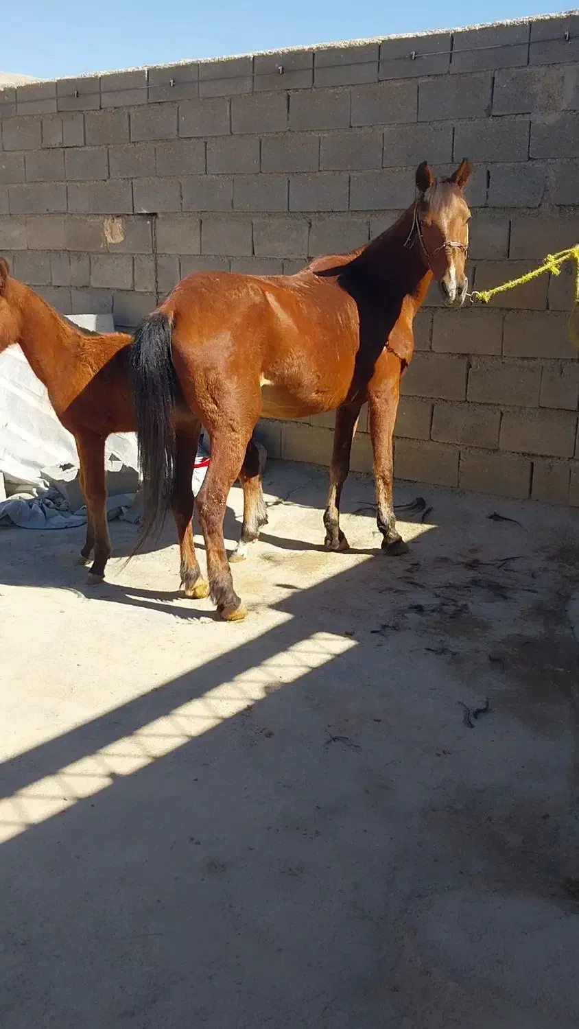 اسب مادیان ۷سال|اسب و تجهیزات اسبسواری|شاهین دژ, |دیوار