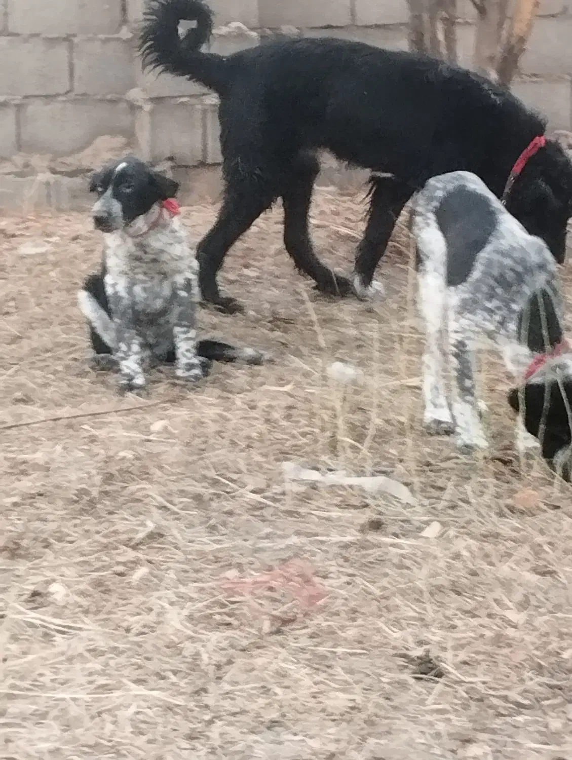 لاس شکم طلا|سگ|زیباشهر, |دیوار