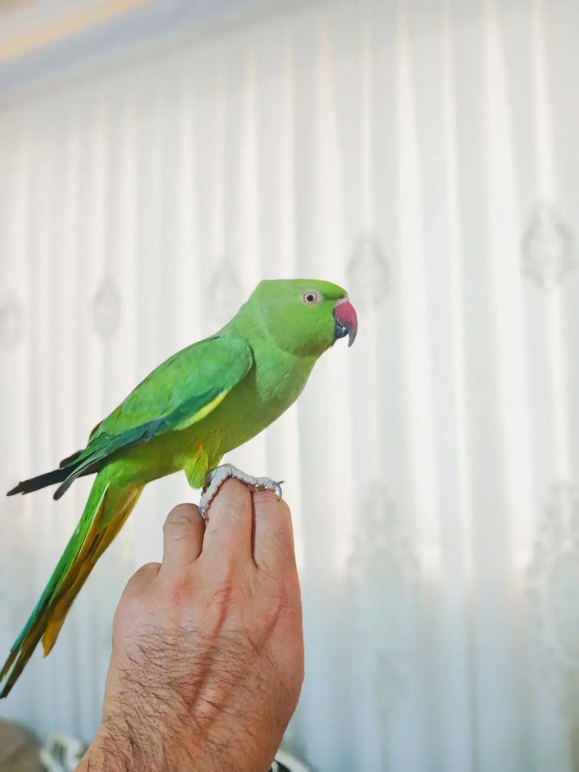 طوطی ملنگو ماده|پرنده|تربت‌حیدریه, اندیشه|دیوار