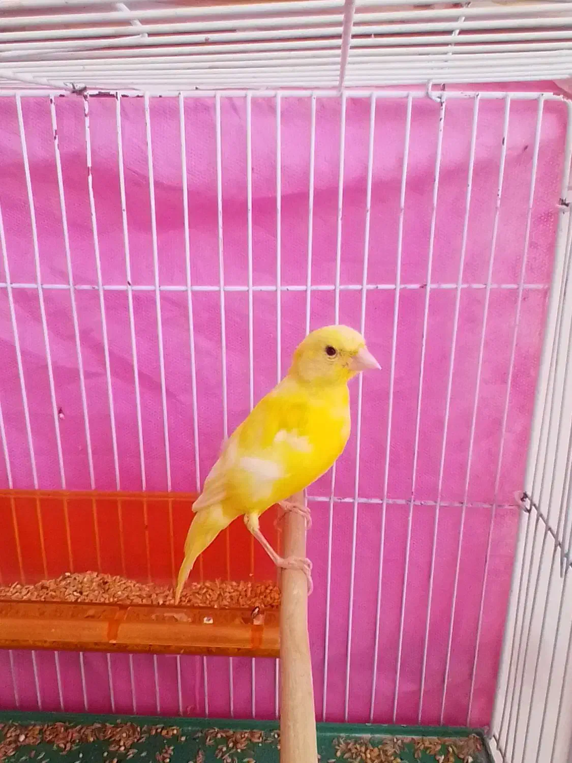 قناری نر سرحال|پرنده|چناران, |دیوار