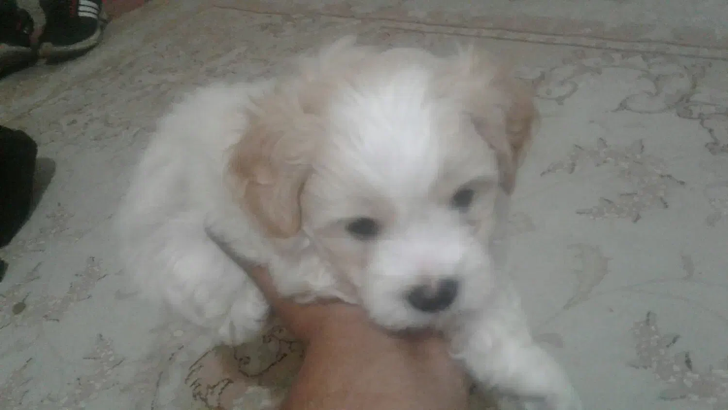 توله یورگ شایر تریر|سگ|پاکدشت, پاکدشت (مامازند)|دیوار