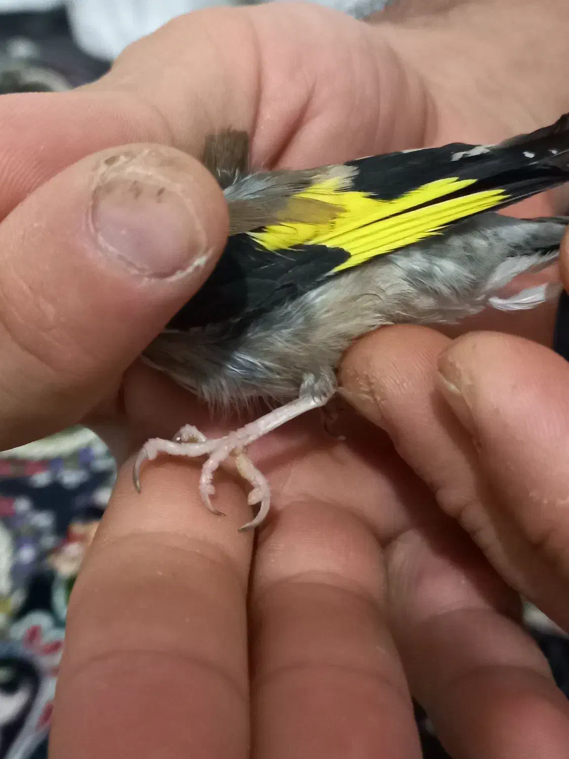 سهره نر چهارگل عطیقه.|پرنده|پاکدشت, پاکدشت (مامازند)|دیوار