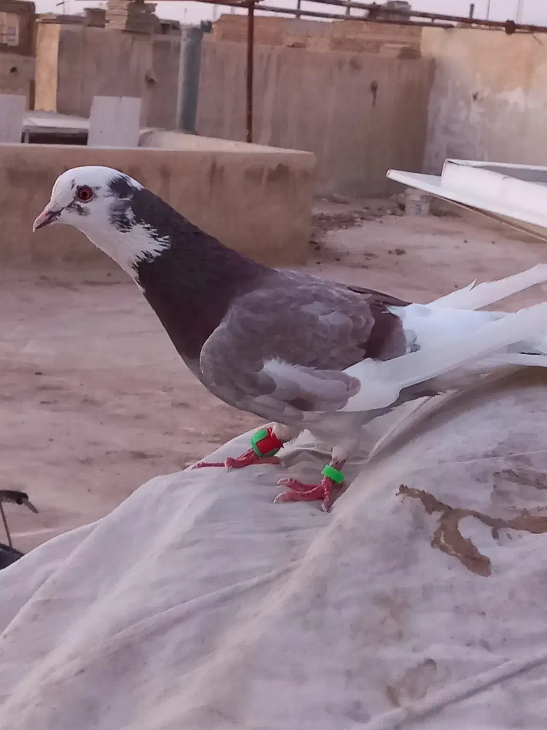 کبوتر شازده|پرنده|یزد, |دیوار