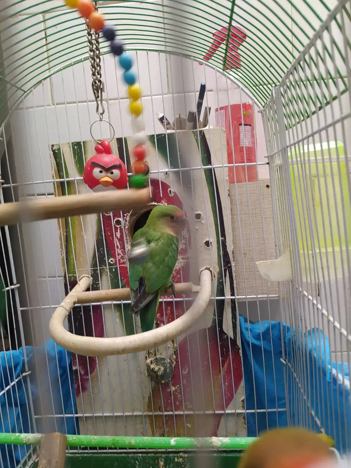 طوطی برزیلی|پرنده|تاکستان, |دیوار