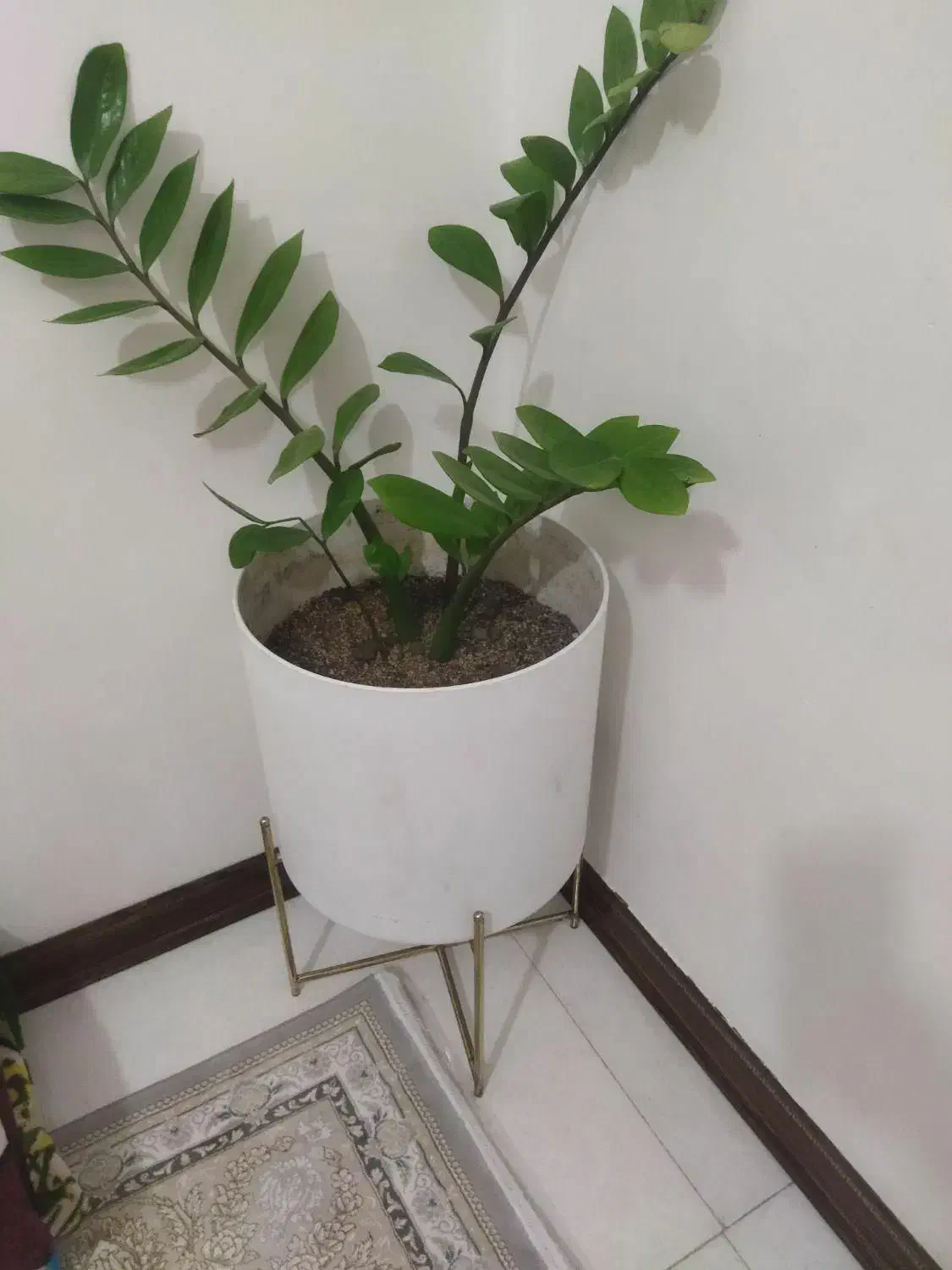 گل وگلدون|گل و گیاه طبیعی|قرچک, زیبا شهر|دیوار