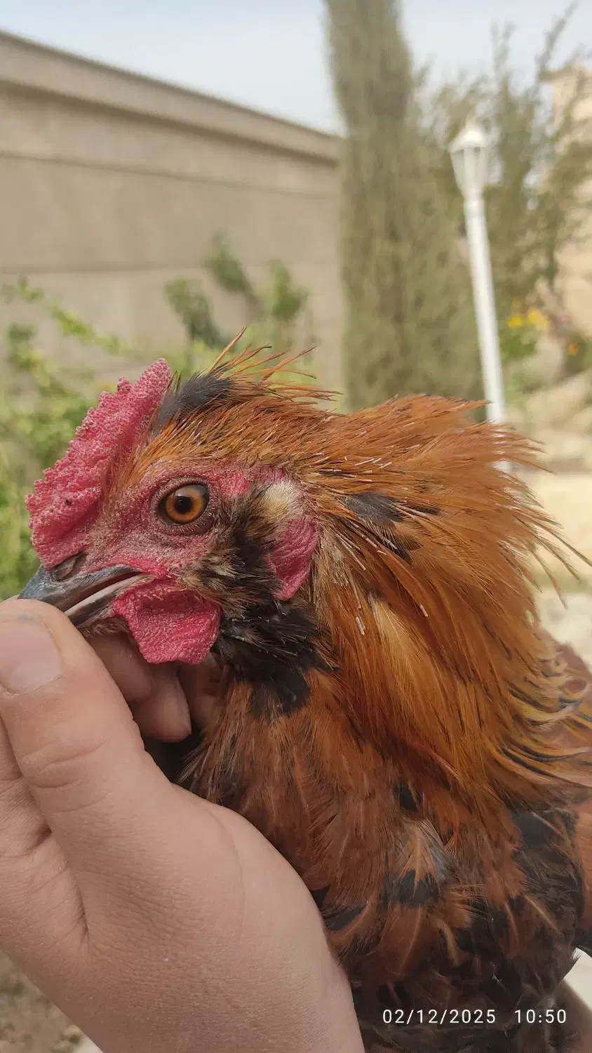 خروس محلی ریشی کاکلی چهل تاج|حیوانات مزرعه|فسا, |دیوار