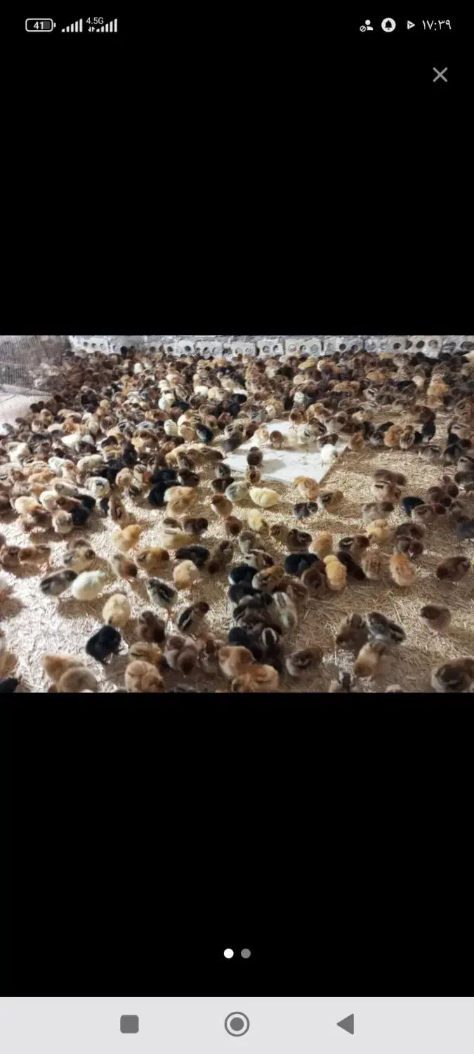 جوجه مرغ  اردک. غاز|حیوانات مزرعه|تربت‌حیدریه, ۴۵ متری|دیوار