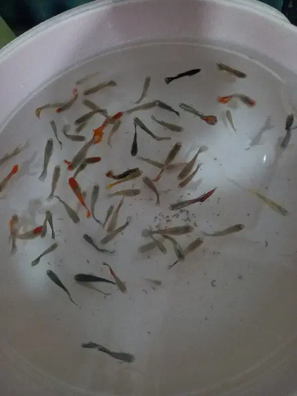 گوپی میکس زیر قیمت|ماهی|تبریز, |دیوار