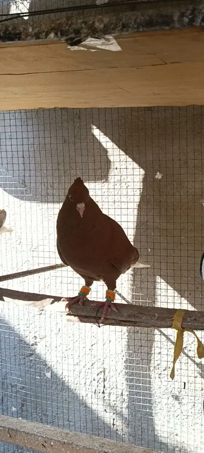 کبوتر رنگی سرخ دمسفید نرکاکلی|پرنده|قائم‌شهر, |دیوار