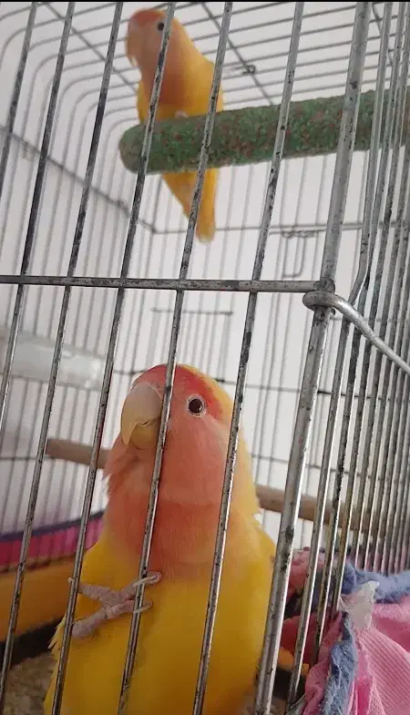 کوتوله سخنگو|پرنده|سبزوار, رباط|دیوار