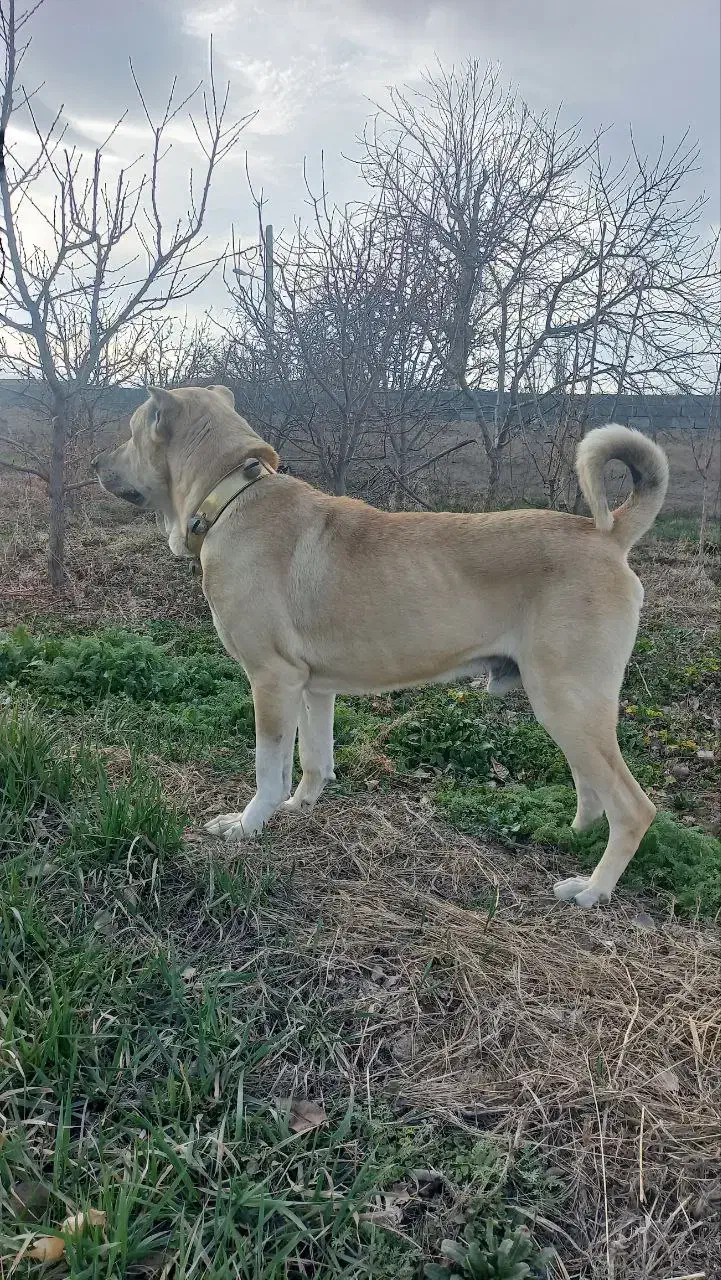 سگ پژدر|سگ|چناران, |دیوار