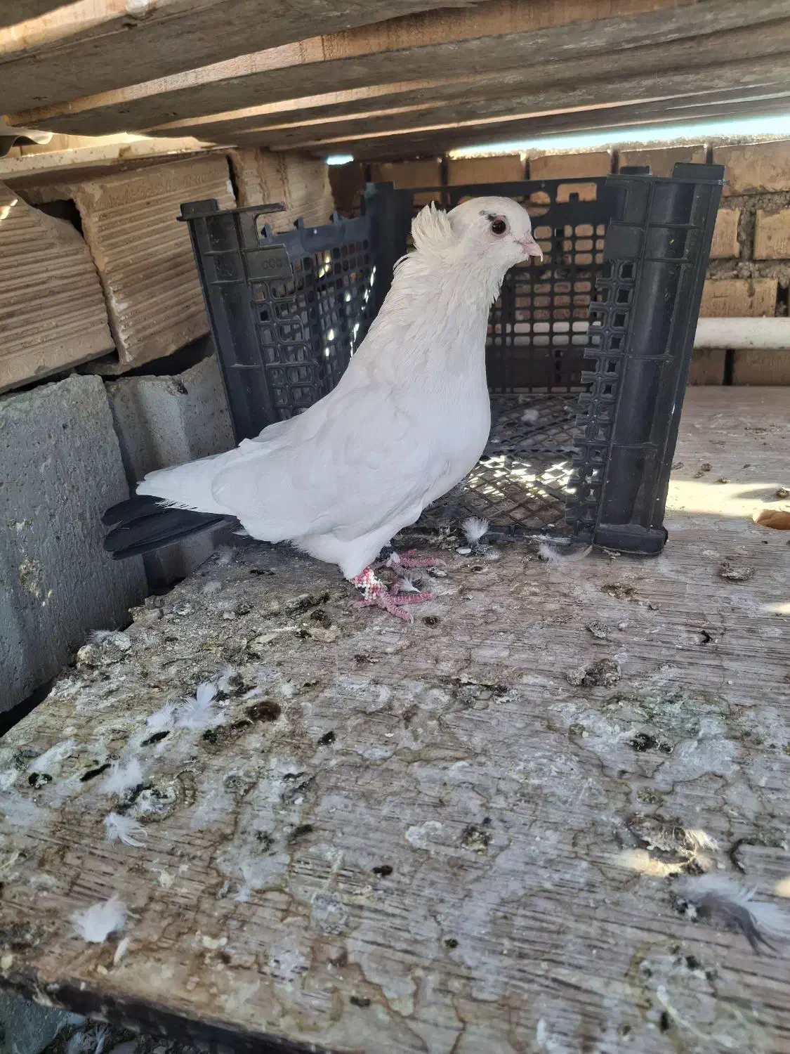 کبوتر|پرنده|بهبهان, |دیوار