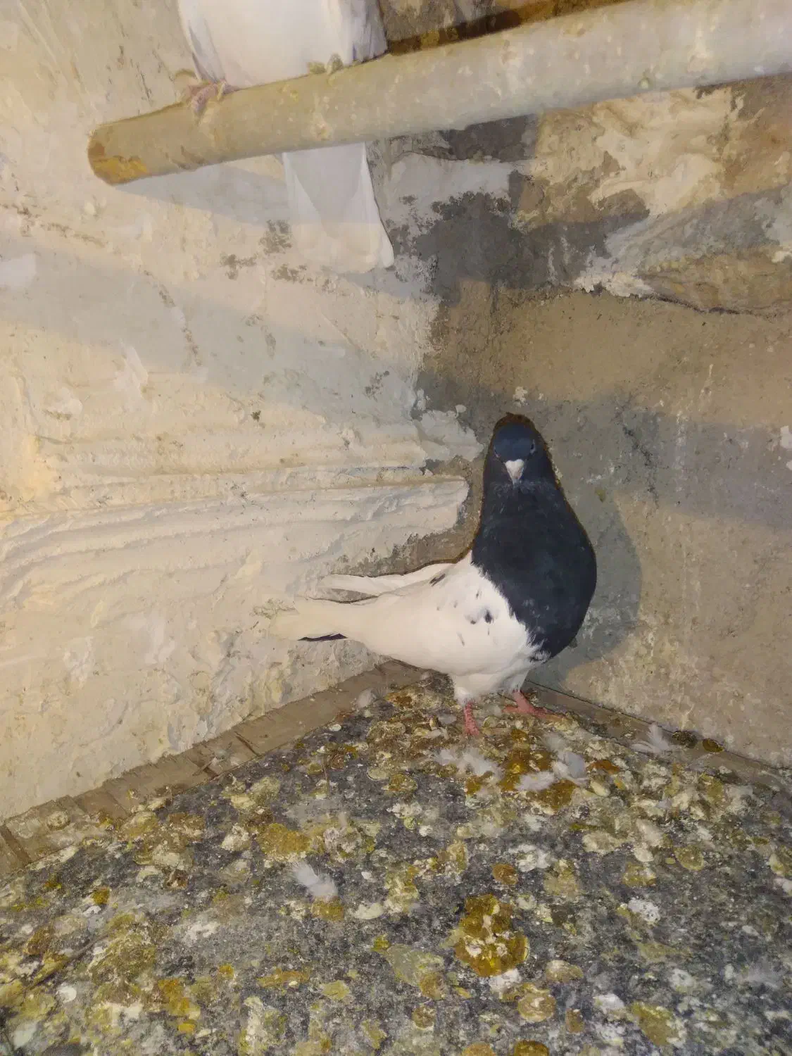 کله سیاه|پرنده|بیرانوند, |دیوار