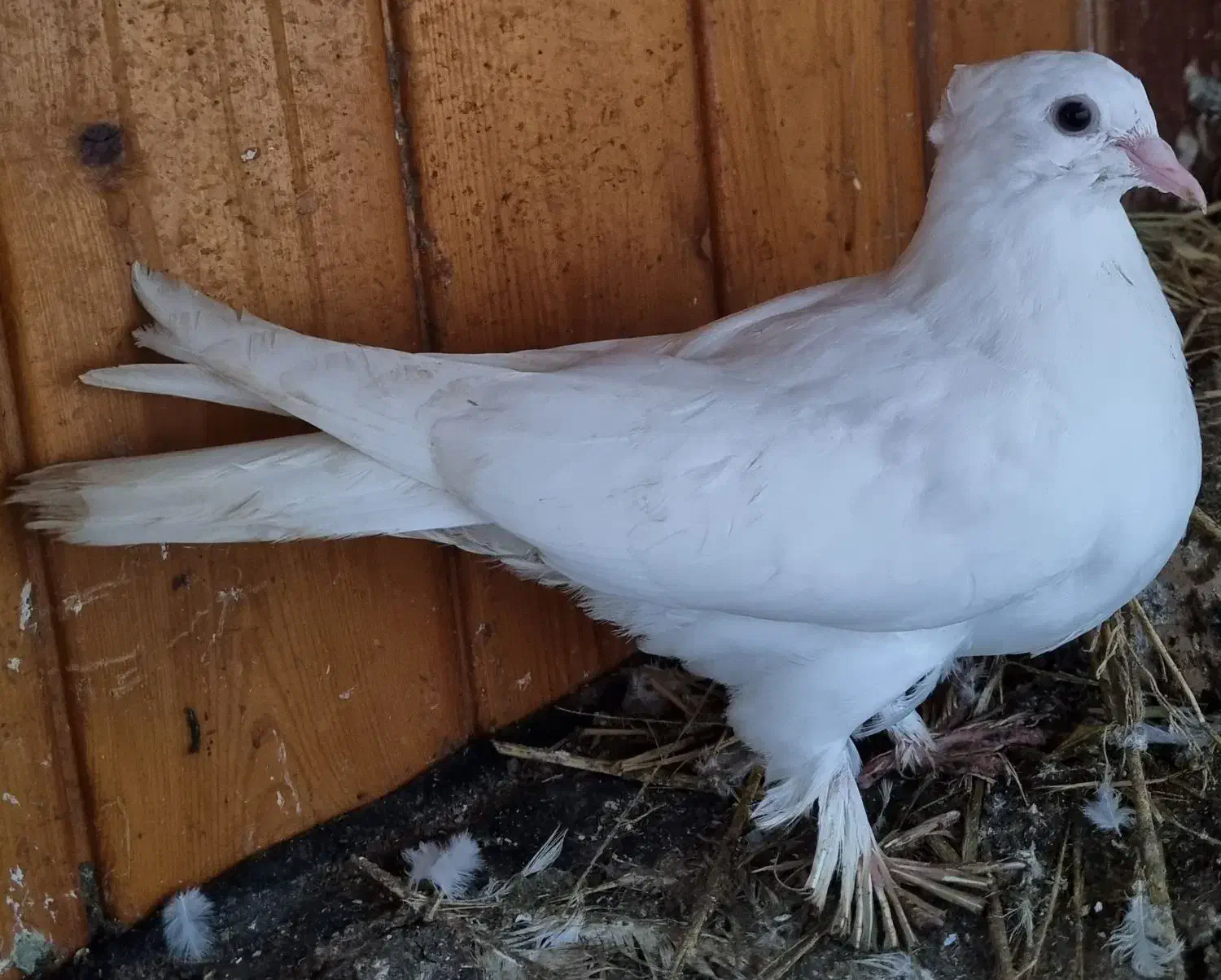 کبوتر طوقی سفید|پرنده|بابل, |دیوار