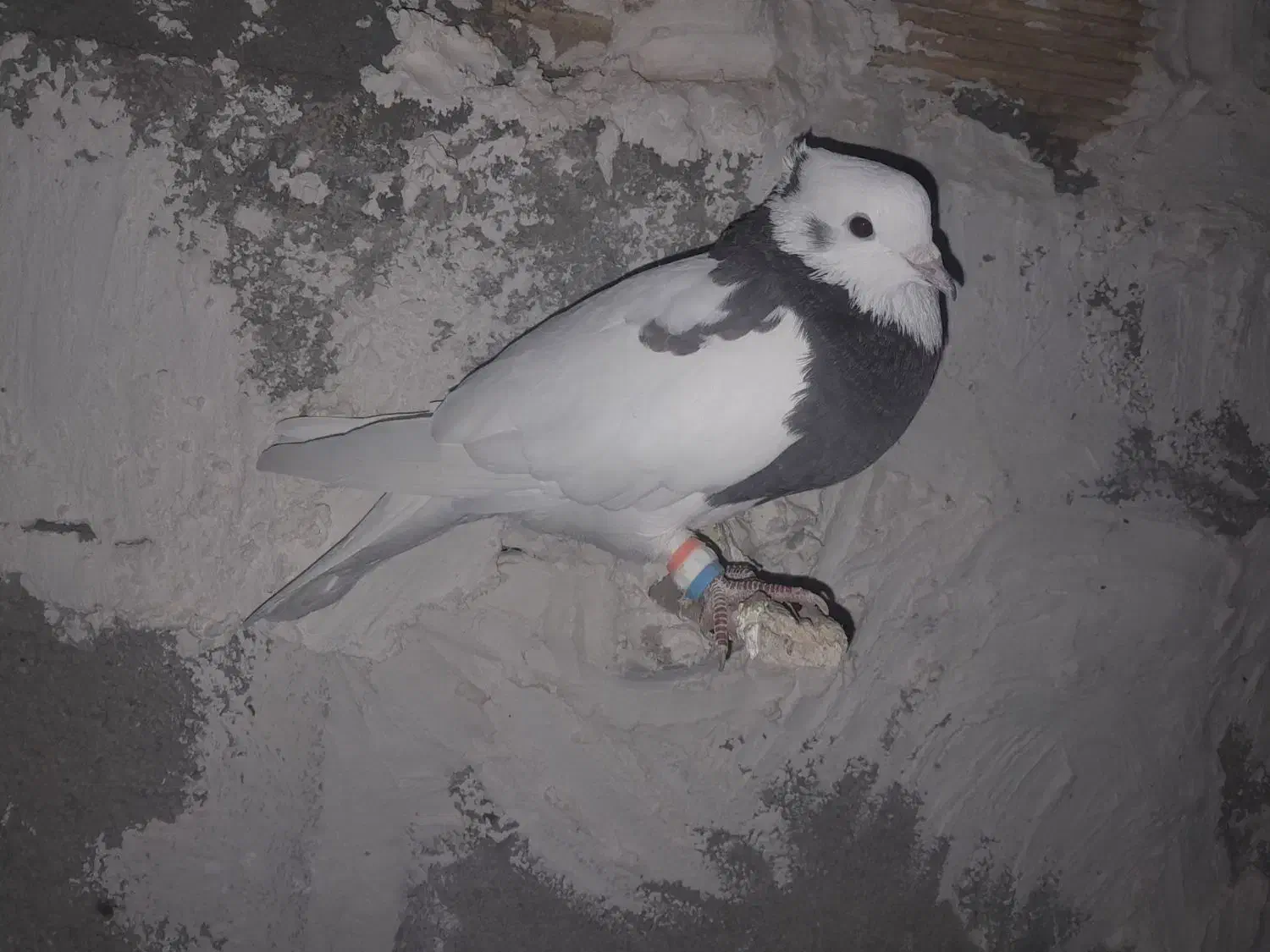 طوقی|پرنده|لاران, |دیوار