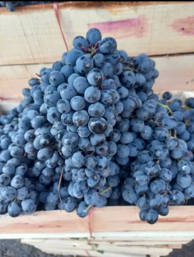 میوه تالار مجالس عروسی انگور شانی دیم کشمش افتابی|خوردنی و آشامیدنی|تهران, میدان میوه و تره‌بار مرکزی|دیوار