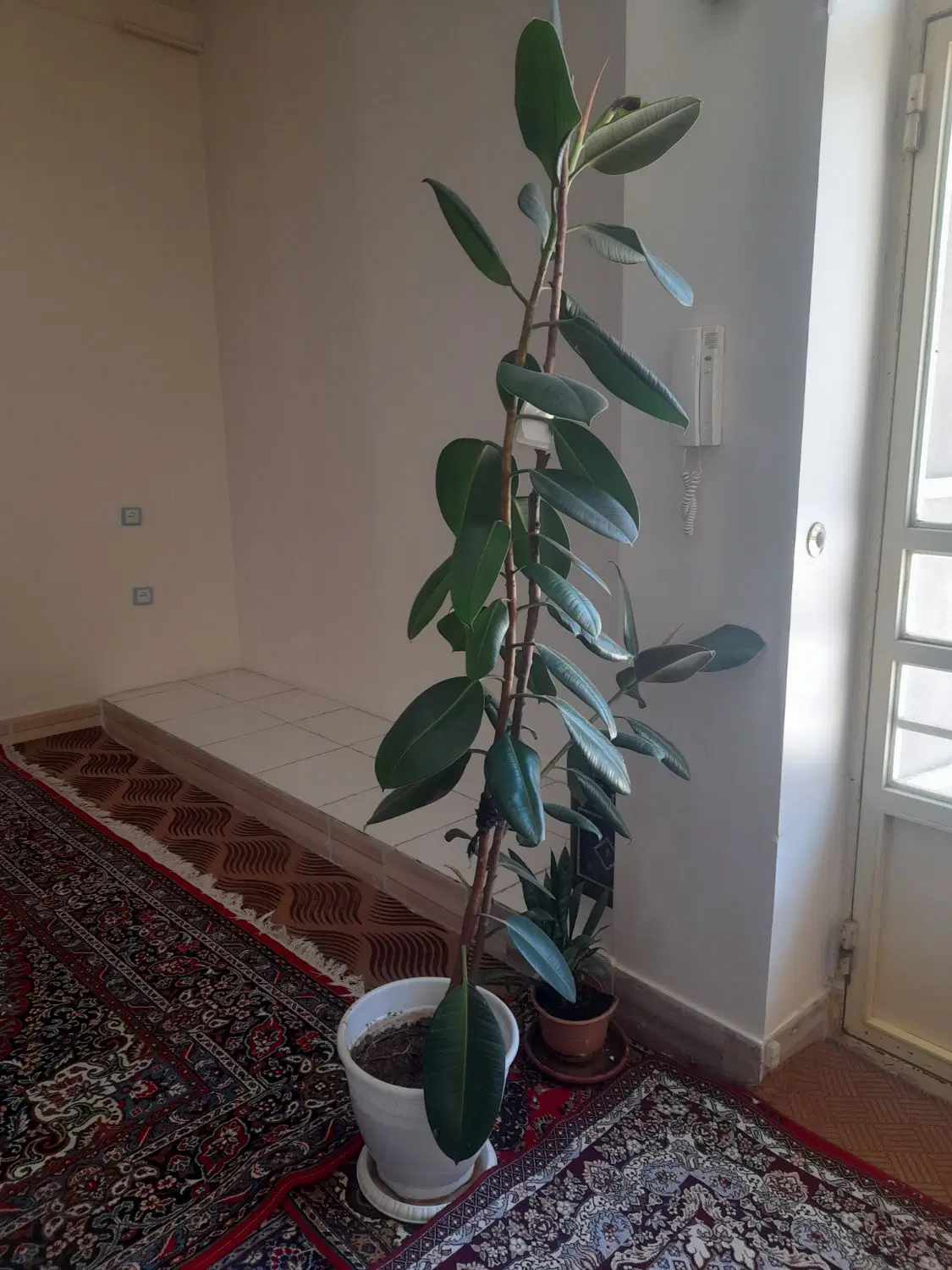 فروش گل|گل و گیاه طبیعی|کوهدشت, |دیوار