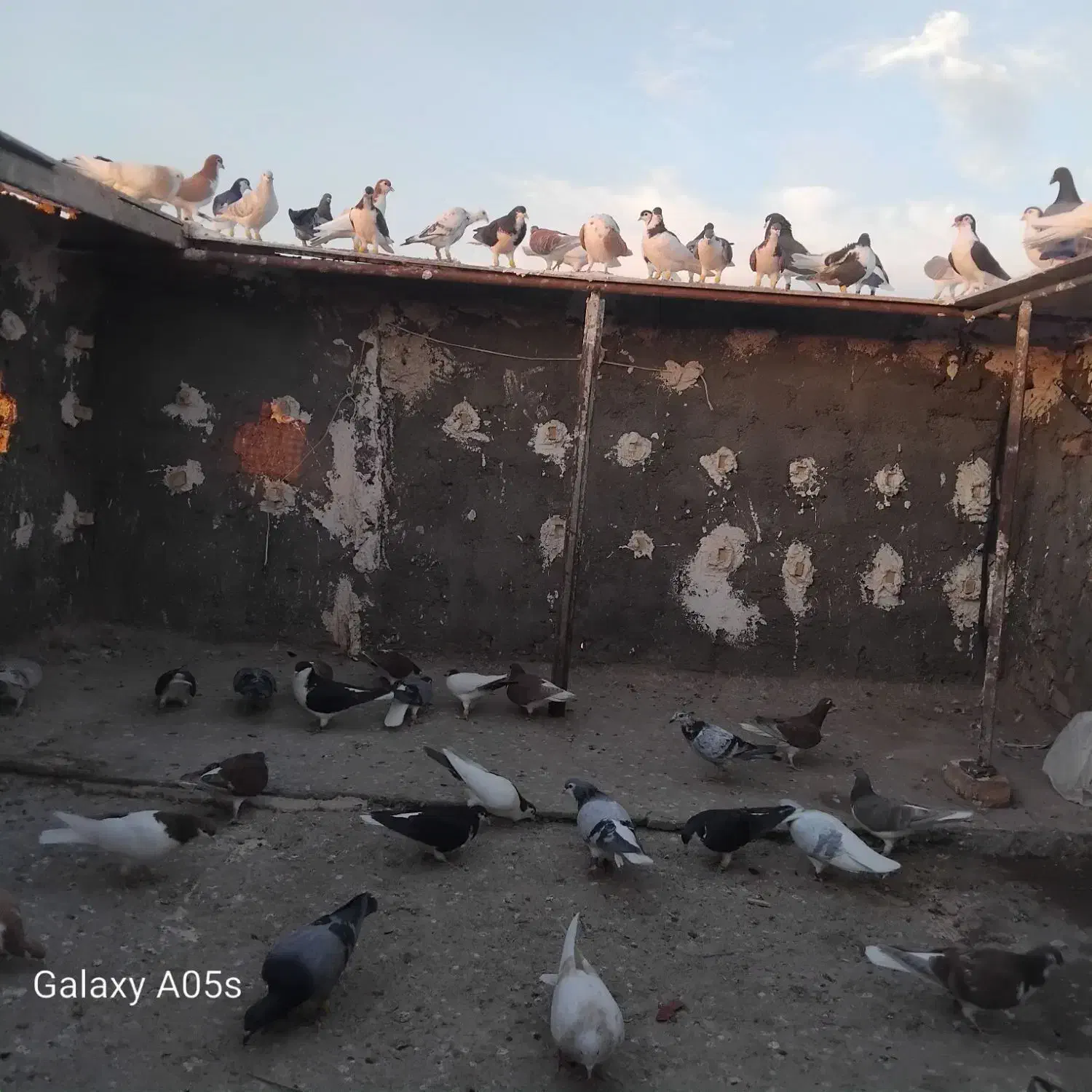 همه جوجه دست خودمه به شرط پر|پرنده|میان جلگه, |دیوار