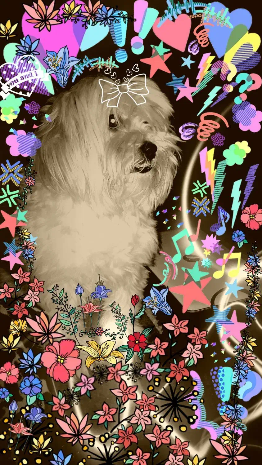 شیتزو تریر|سگ|شیراز, ماه فیروزان|دیوار