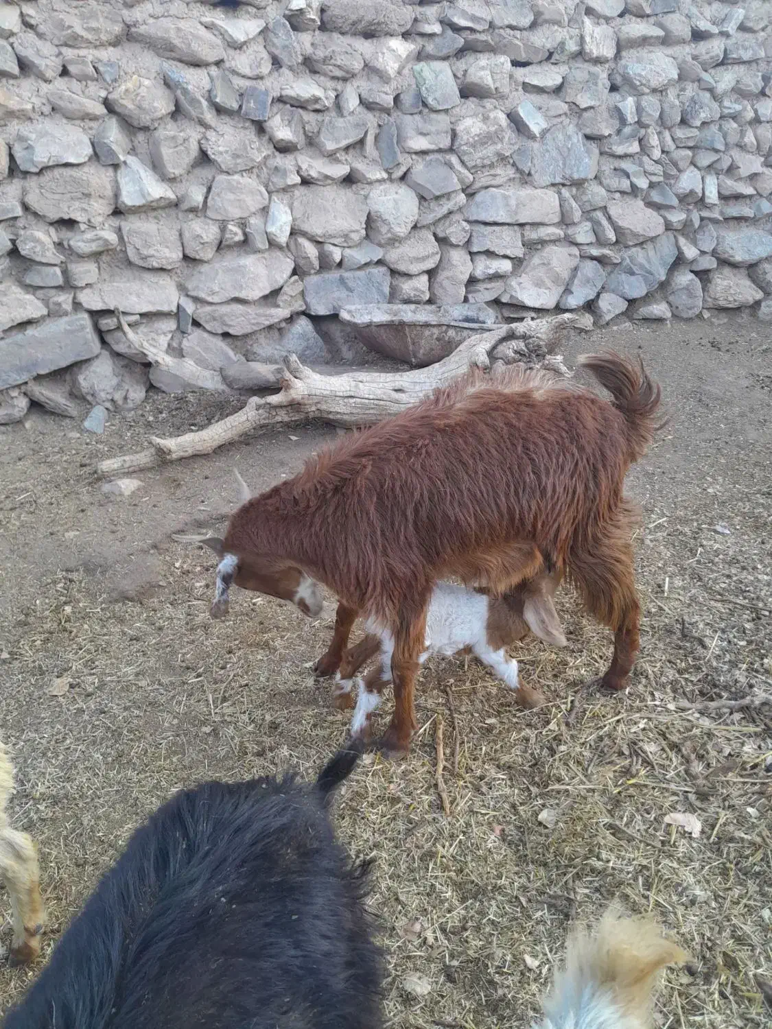 بزمحلی دورگه شیرا جوان با کره|حیوانات مزرعه|کرمان, |دیوار