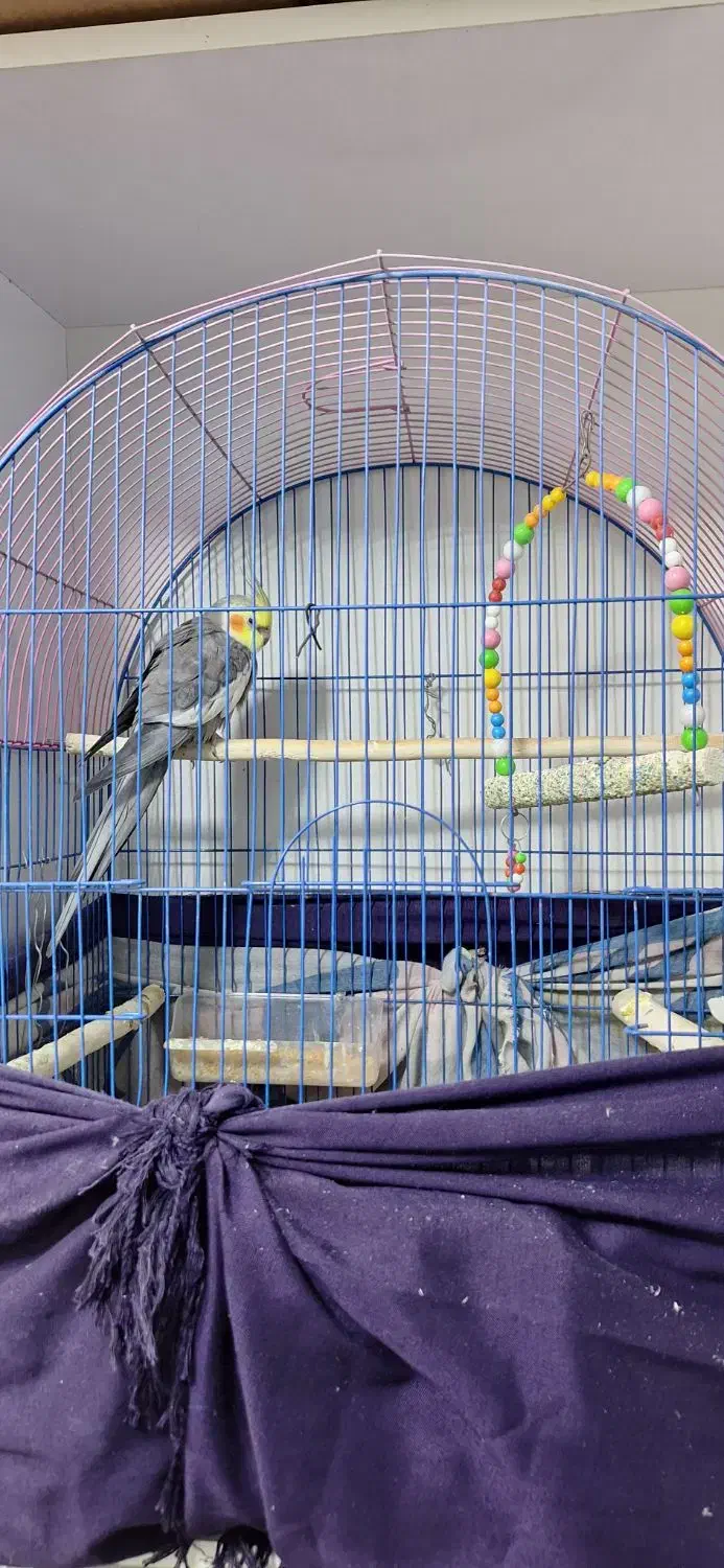 عروس هلندی|پرنده|شوط, |دیوار