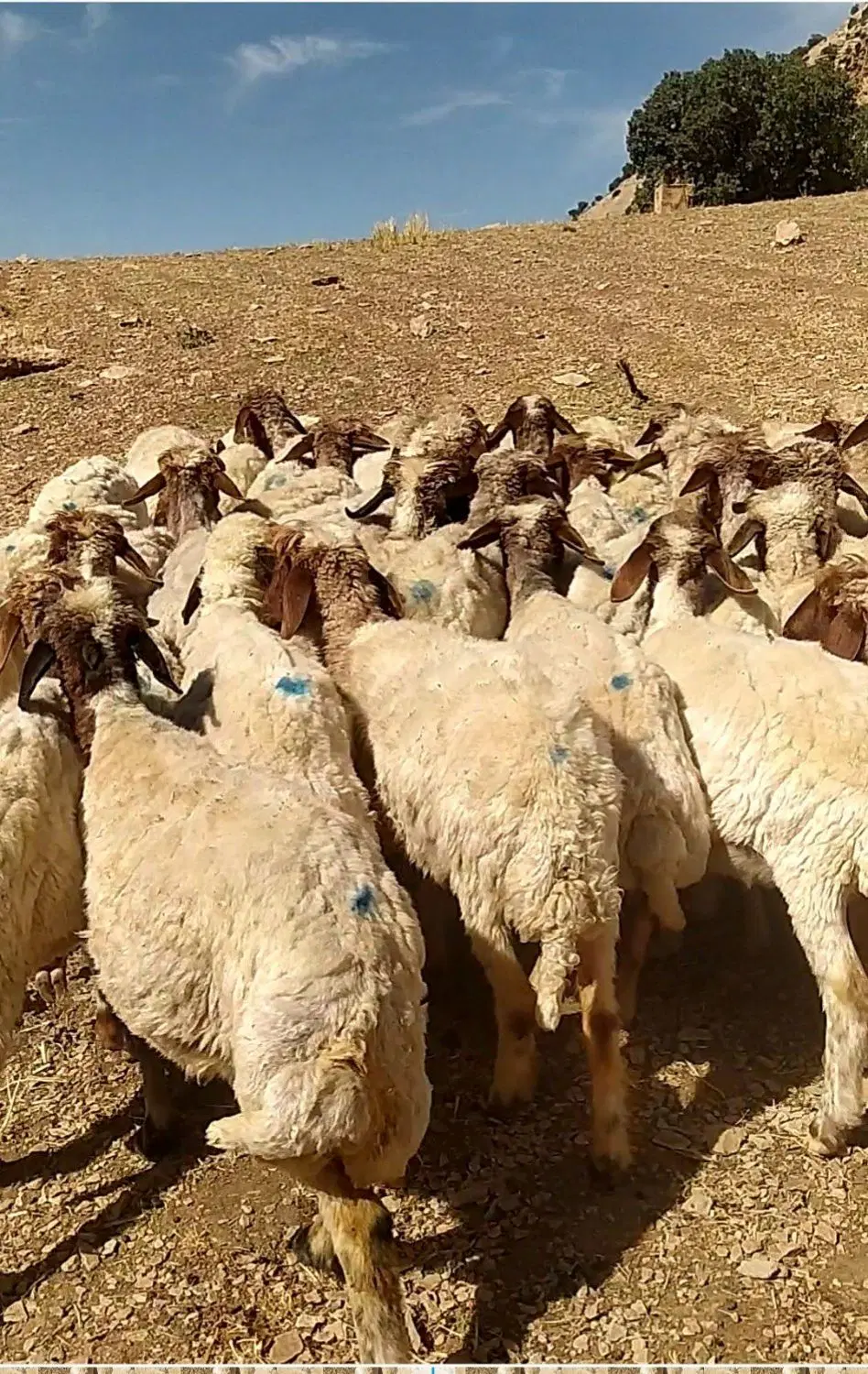 گوسفند|حیوانات مزرعه|آبدانان, |دیوار