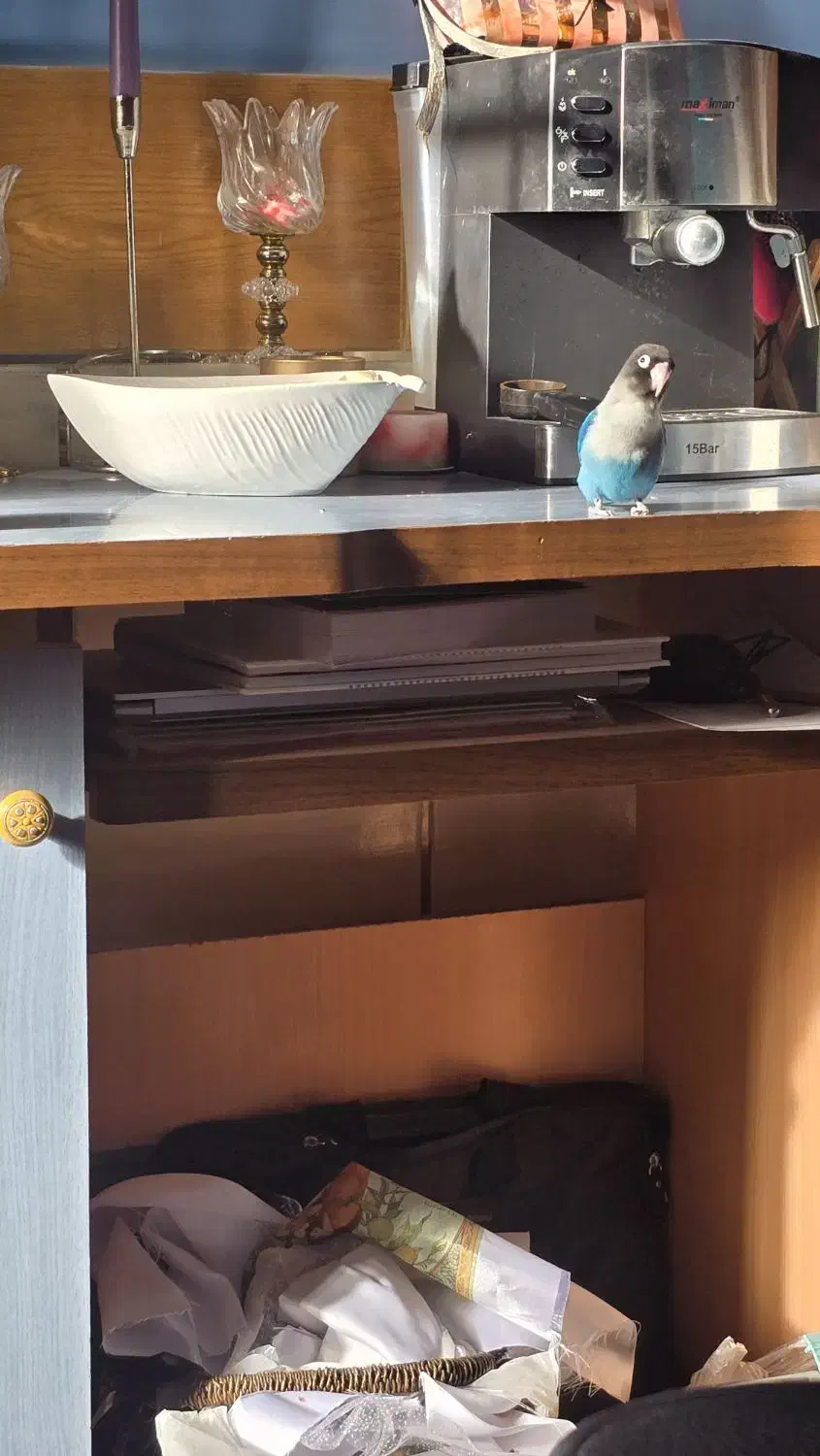 پرنده|پرنده|قم, شهرک امام حسین|دیوار