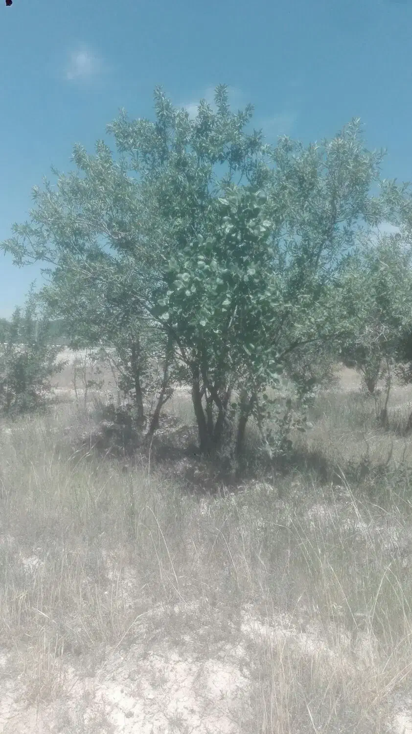 فروش باغ گردوو بادام حوالی غرق آباد|فروش دفتر صنعتی، کشاورزی، تجاری|نوبران, |دیوار