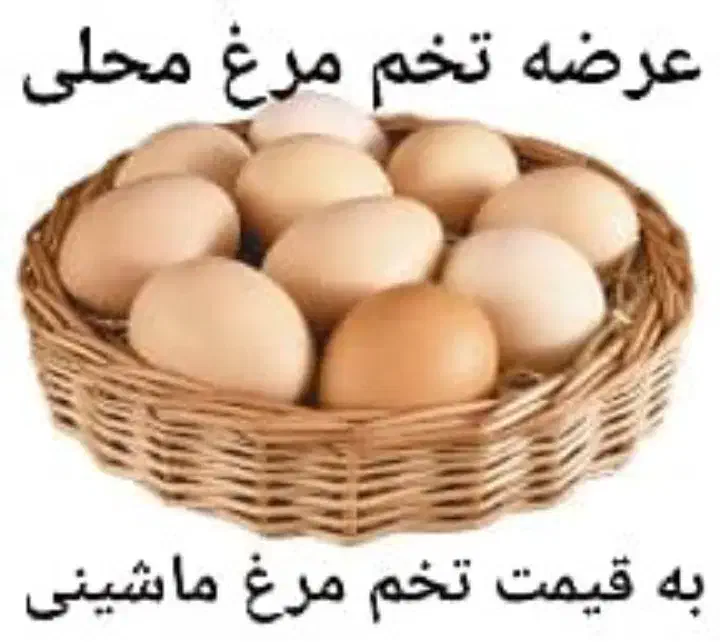 تخم مرغ محلی|خوردنی و آشامیدنی|سنگر, |دیوار