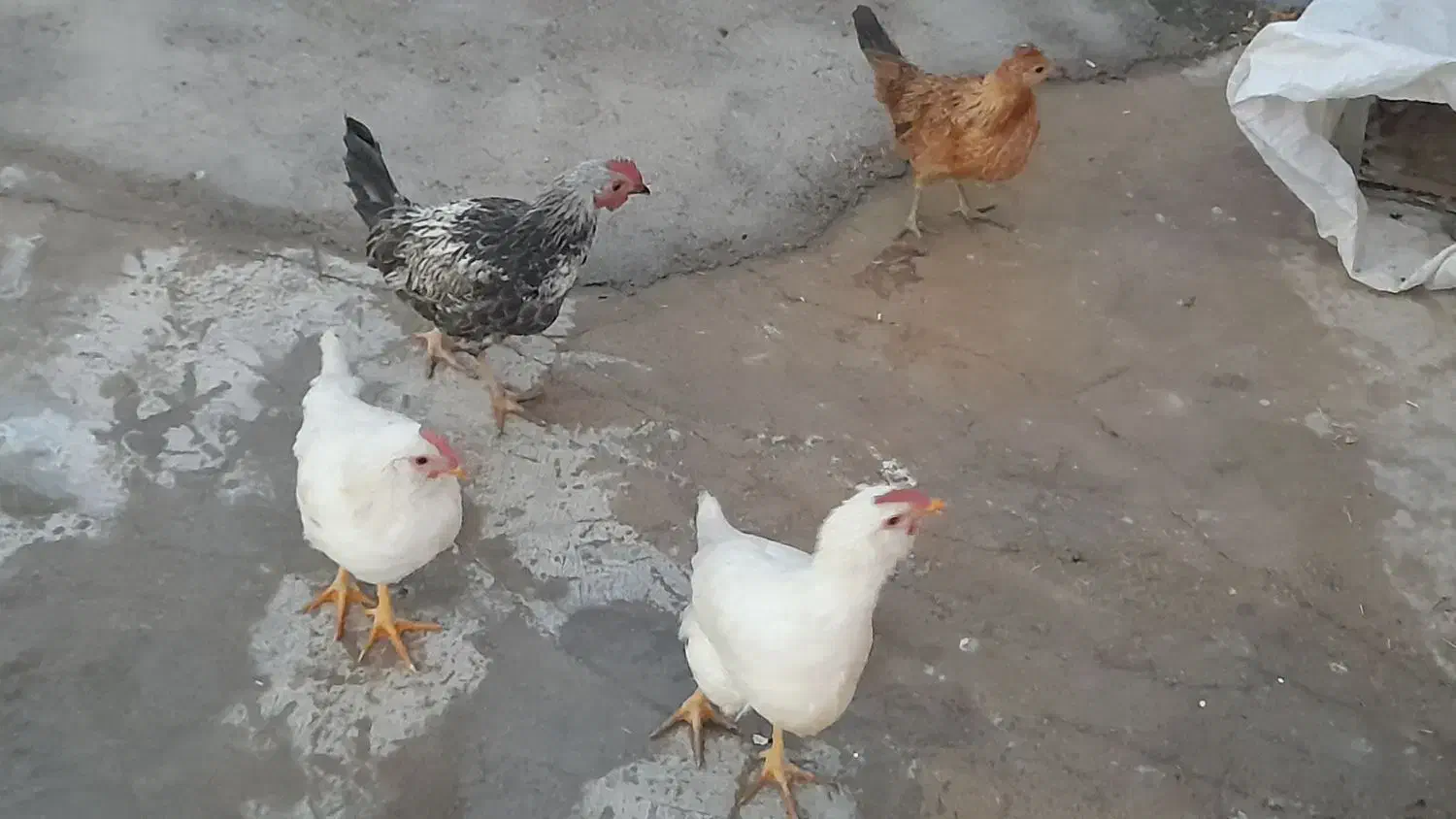 جوجه بومی|حیوانات مزرعه|لردگان, |دیوار