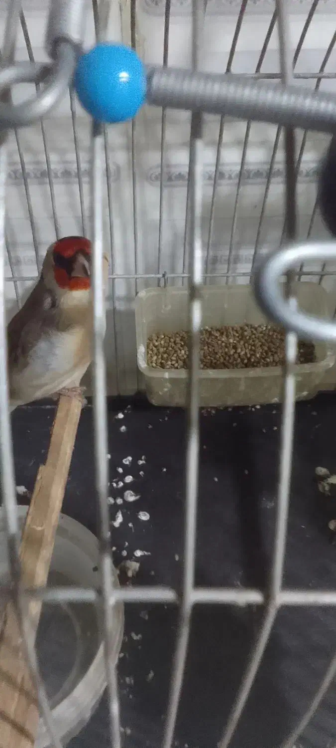 سهره.|پرنده|زرنه, |دیوار