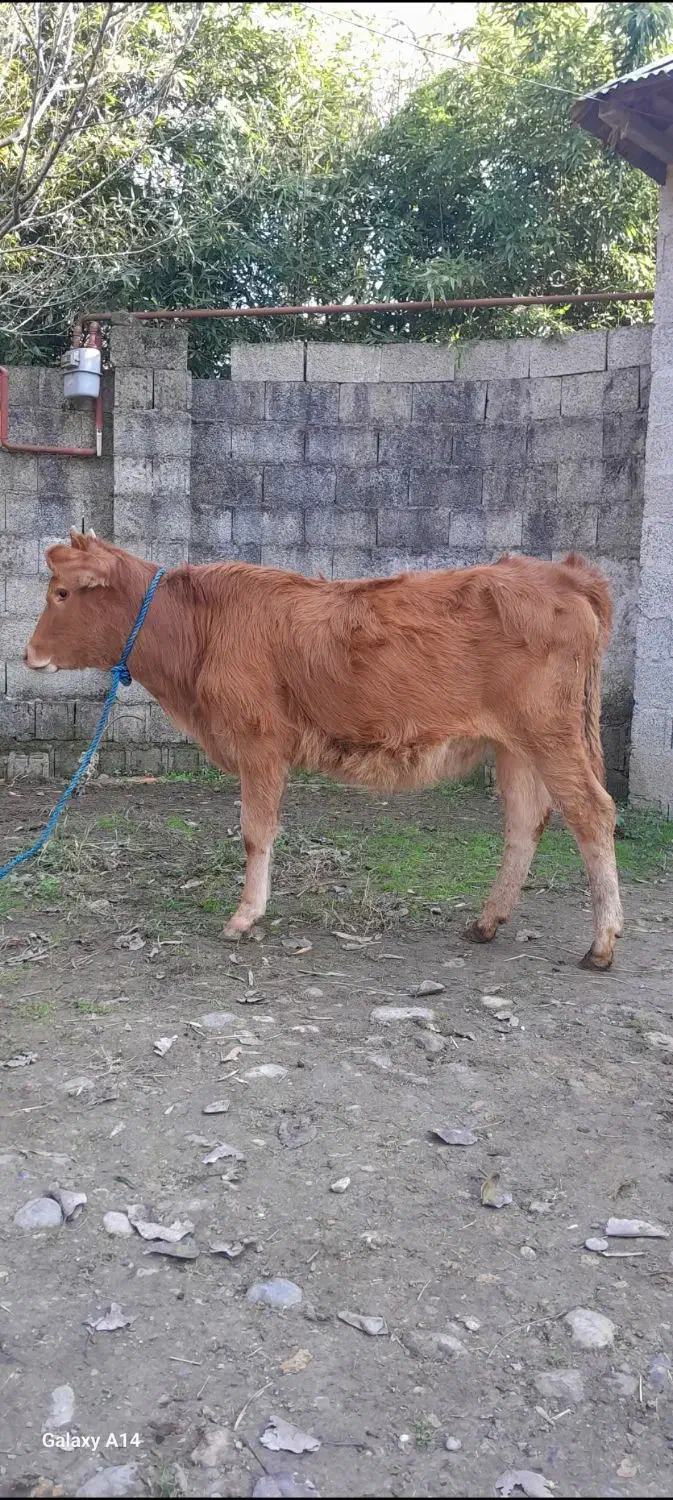 سه راس گوساله ماده لیشه گاو|حیوانات مزرعه|رشت, پل تالشان|دیوار