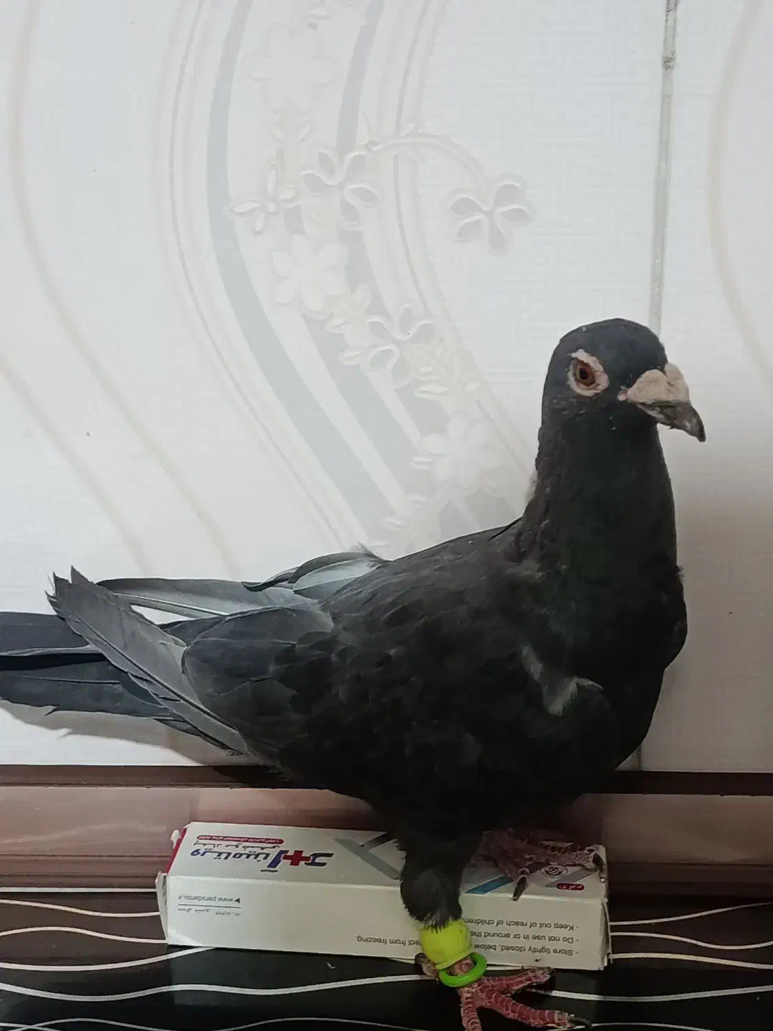 کفتر یا کبوتر|پرنده|اقبالیه, |دیوار