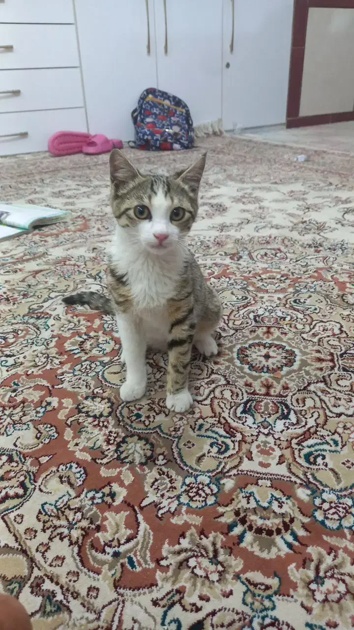 فروش بچه گربه سه ماهه|گربه|خرم‌آباد, |دیوار