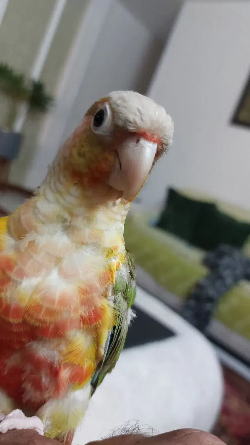 طوطی گرینچیک سخنگو رام و دستی|پرنده|فردیس, شهرک ارم|دیوار