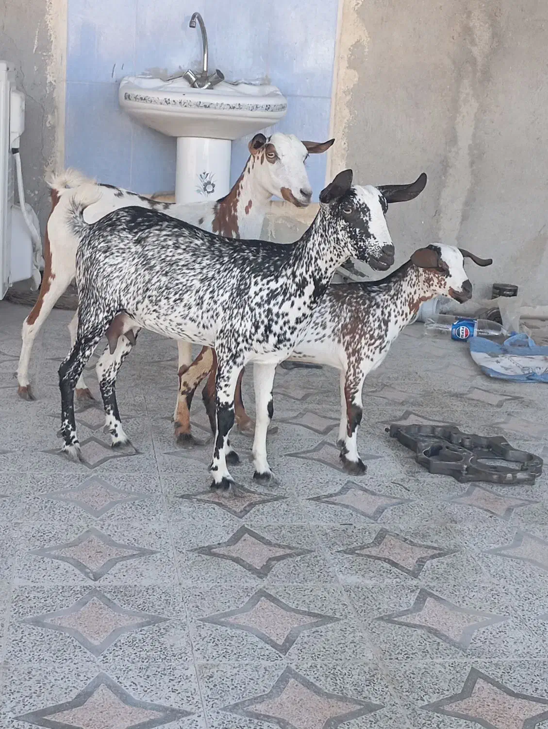 کهره نقشی بابچه نر و کهرهی گل توپی به فروش|حیوانات مزرعه|قشم, |دیوار