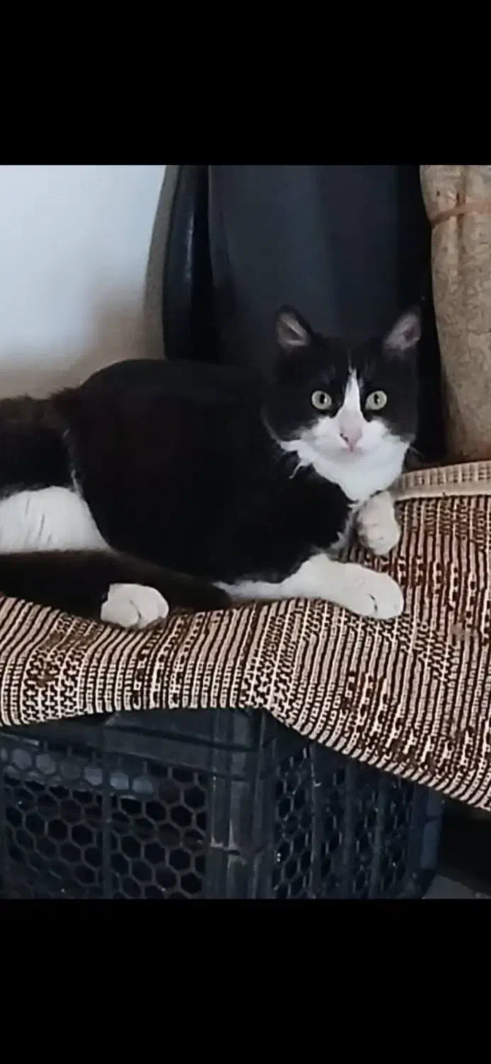 گمشده در رویان گربه تاکسیدو نر یکساله|حیوانات|رویان, |دیوار