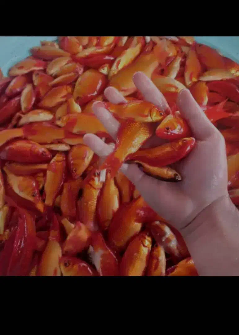 ماهی قرمز|ماهی|سنگر, |دیوار