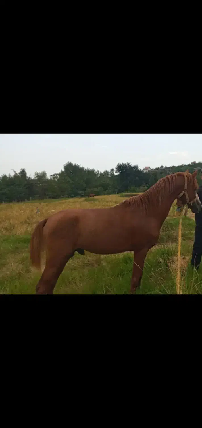 اسب کرد باری و سواری|اسب و تجهیزات اسب‌سواری|رحیم‌آباد, |دیوار