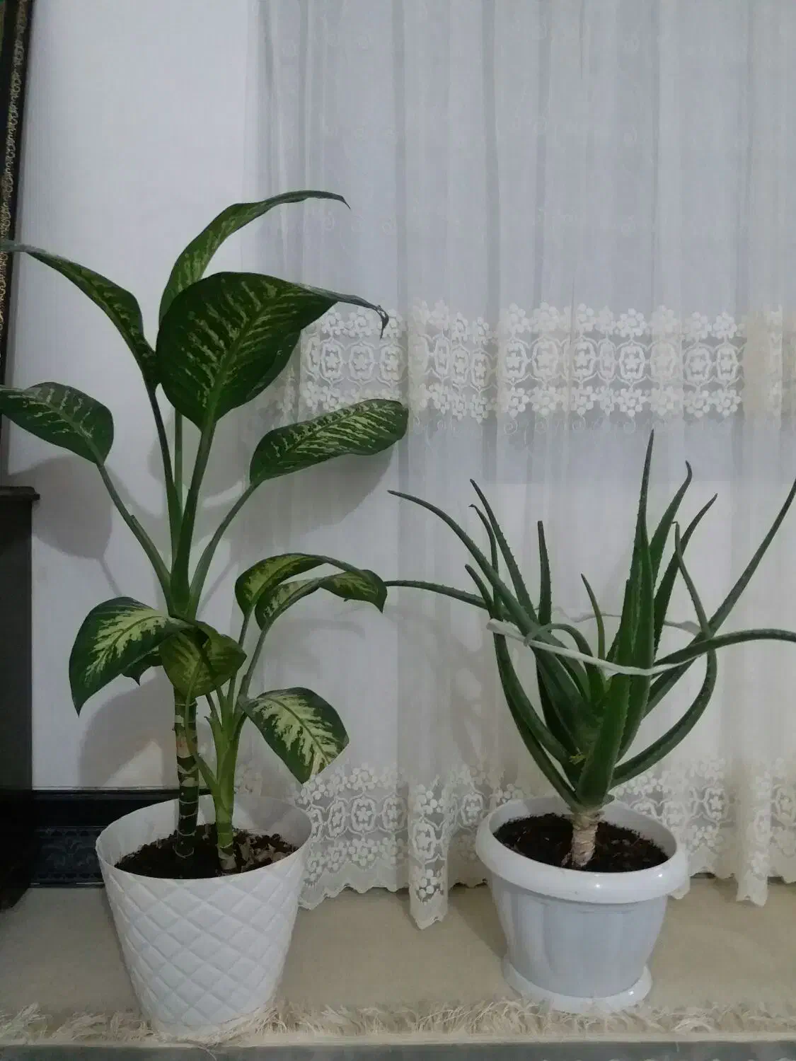 گل طبیعی و دمپای|گل و گیاه طبیعی|جوانرود, |دیوار